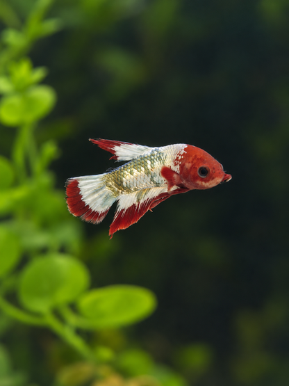 Betta Male-Red Hellboy