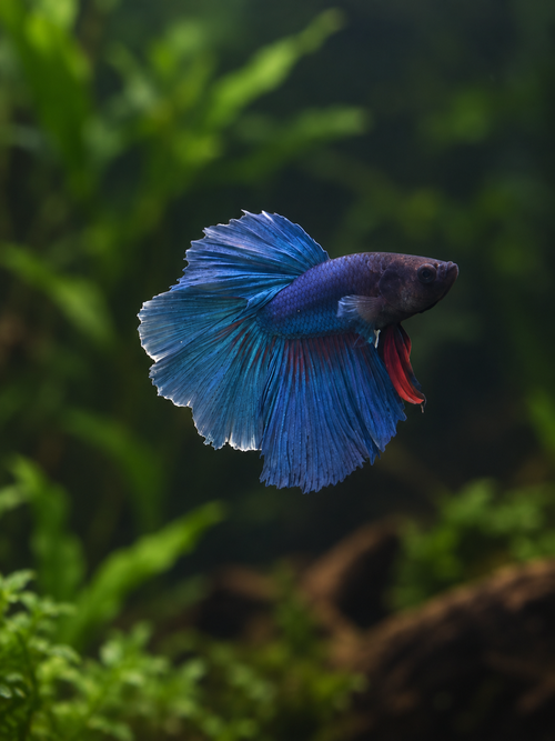 Betta-Misc
