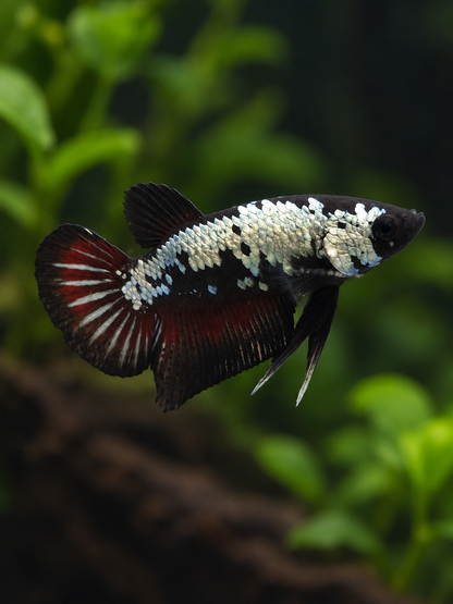 Betta-Multicolour Plakat