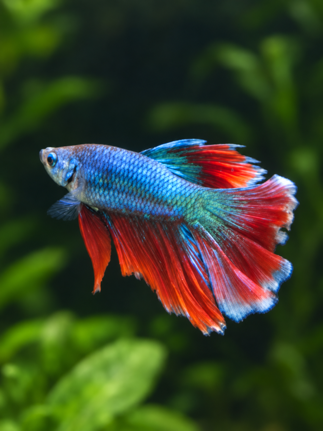 Betta-Halfmoon Assorted
