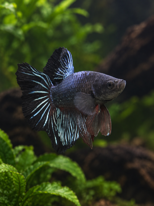 Betta-Halfmoon Avatar