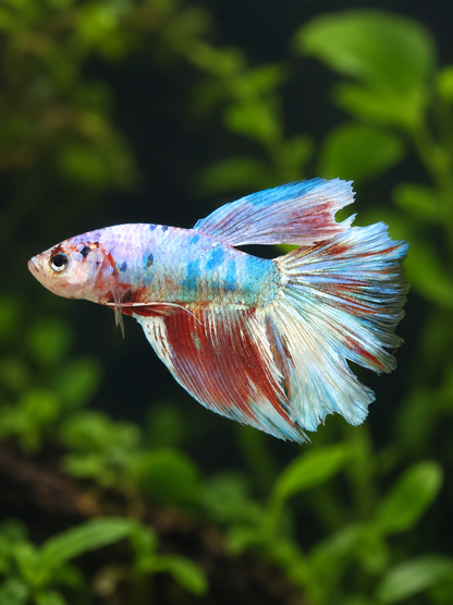 Betta-Halfmoon Barongsai