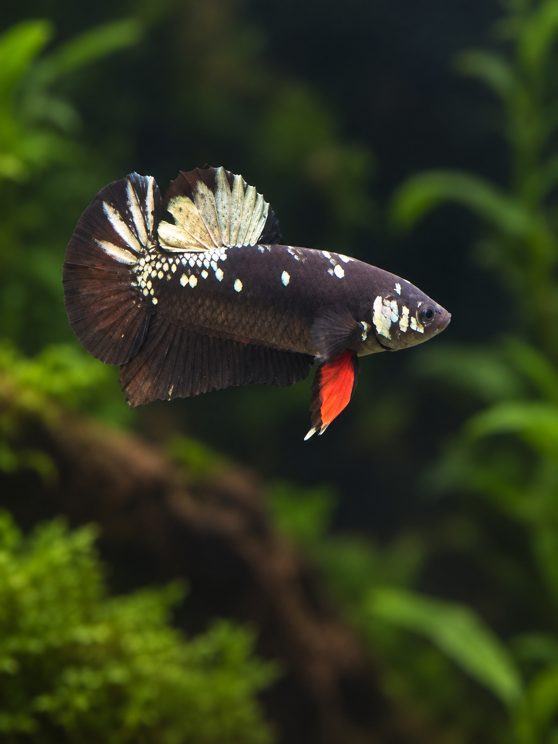 Betta-Avatar Gordon