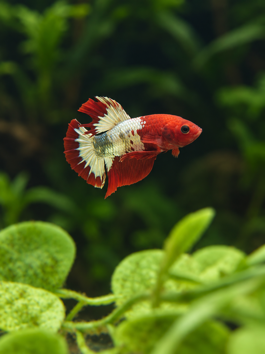 Betta Male-Red Hellboy