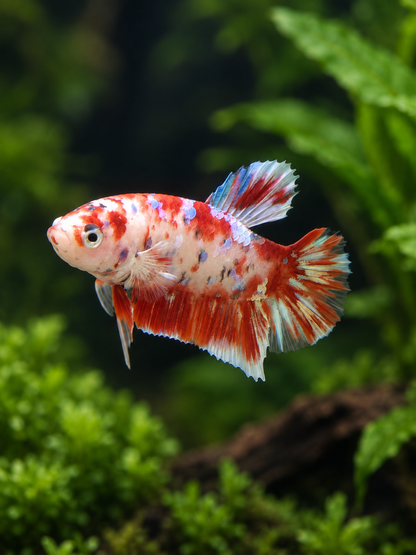 Betta-Barongsai Plakat