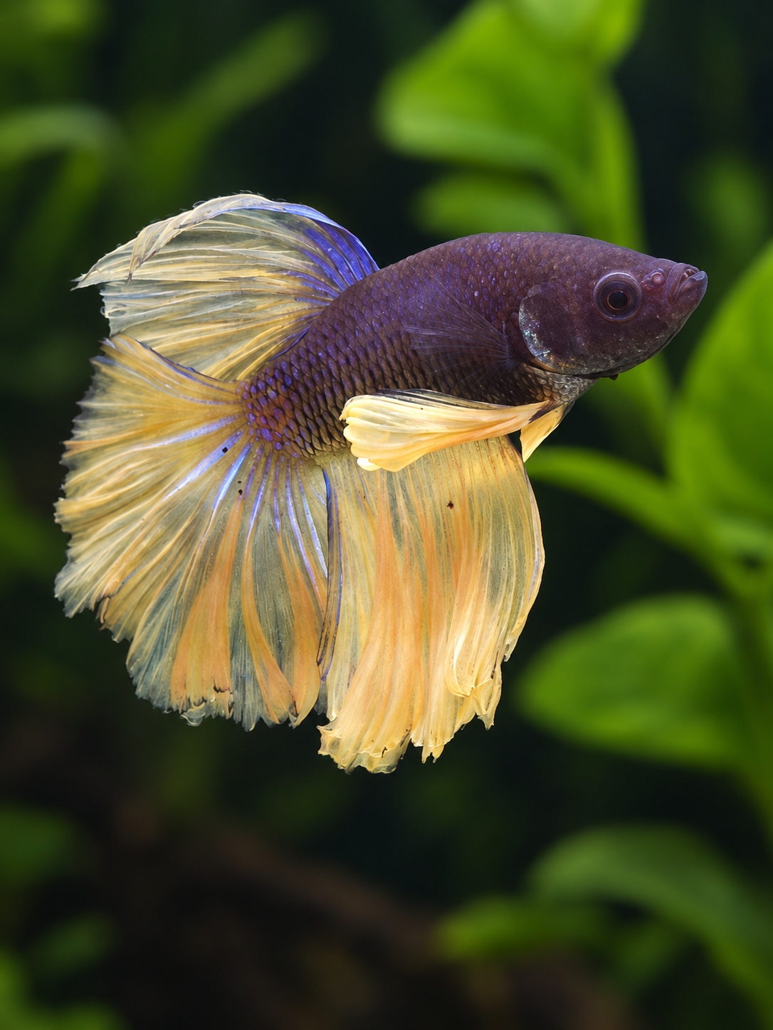 Betta-Halfmoon Assorted