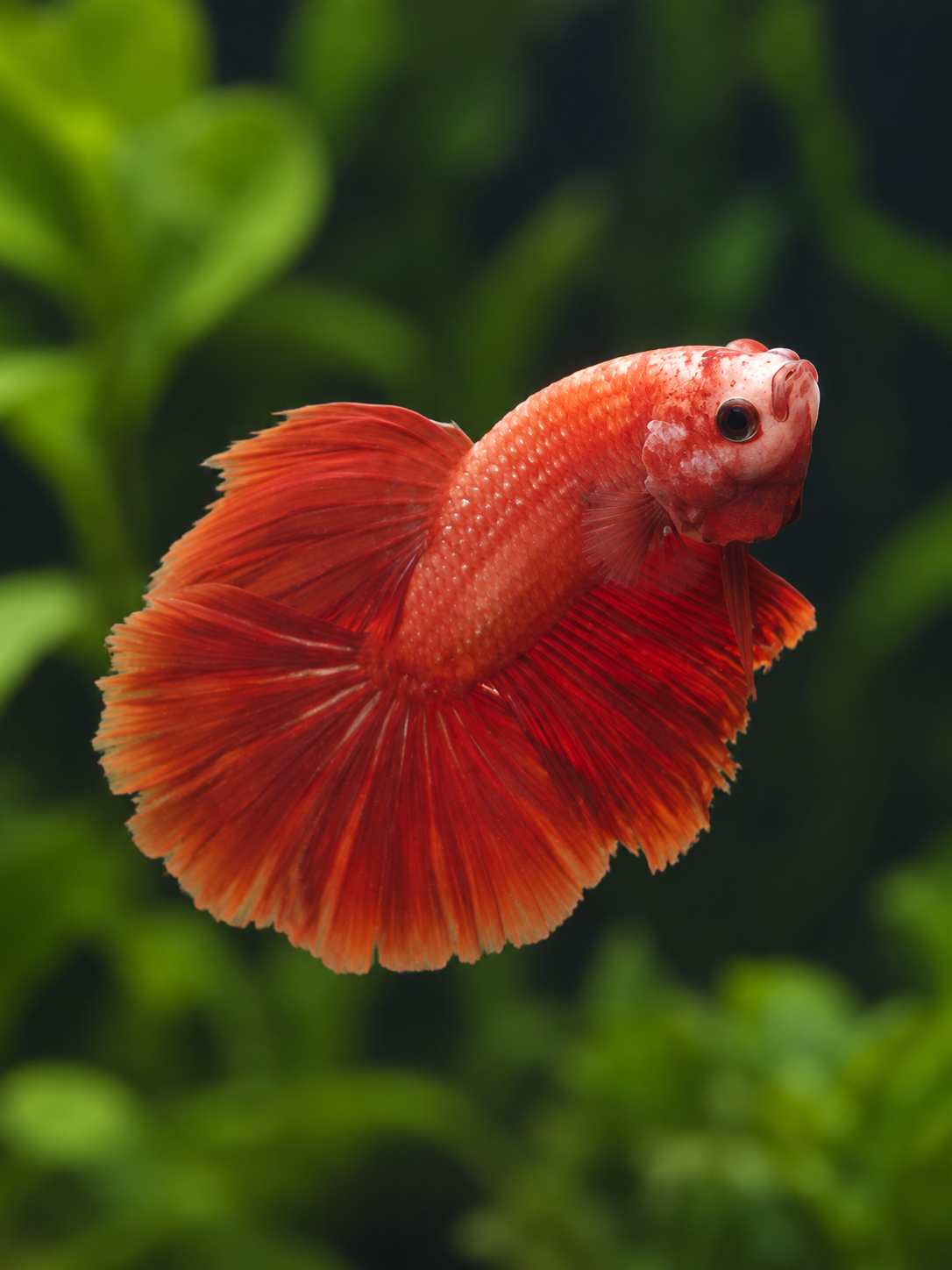 Betta-Halfmoon Assorted