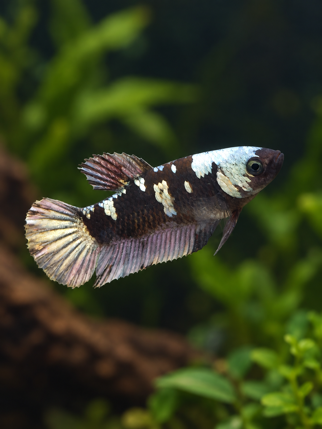 Betta-Copper Avatar Female-A Grade