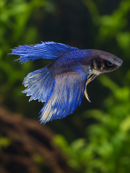 Betta-Halfmoon Assorted