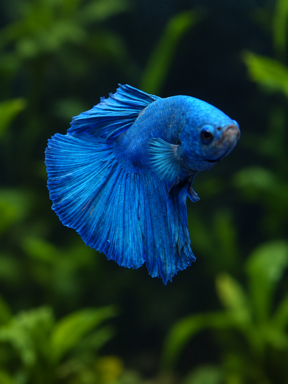 Betta-Halfmoon Assorted