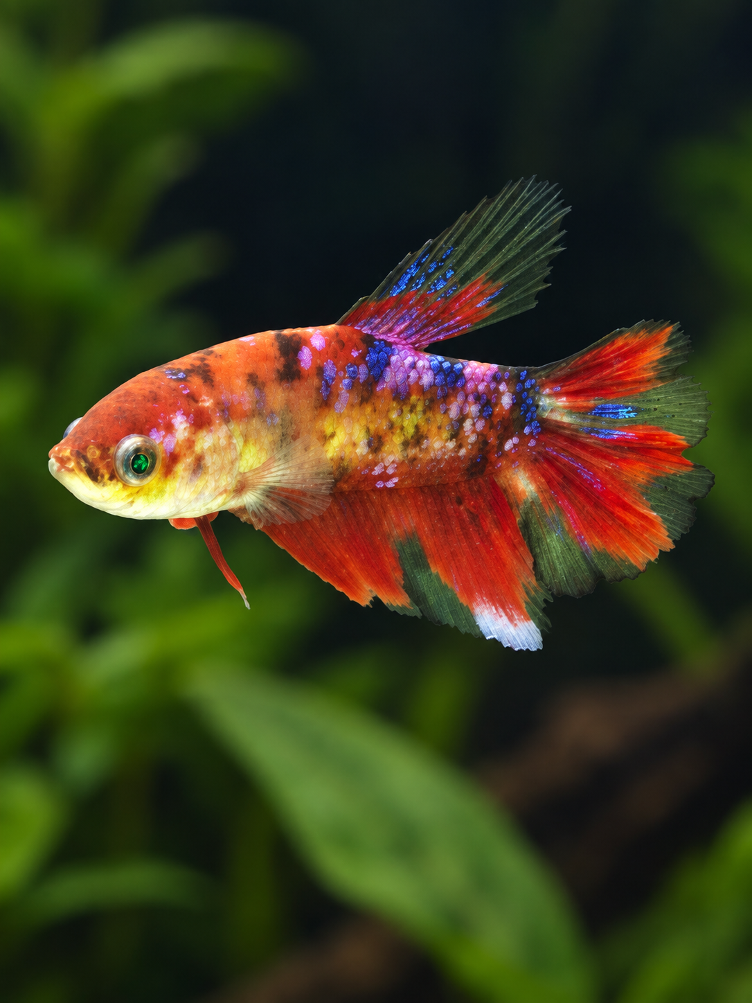 Betta-Multicolour Plakat