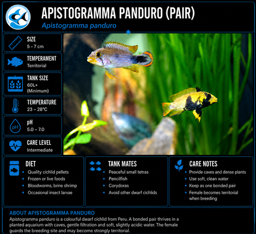 Apistogramma Panduro Pair