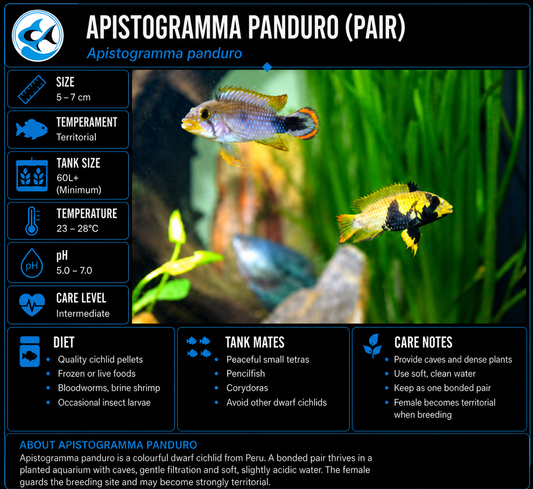 Apistogramma Panduro Pair