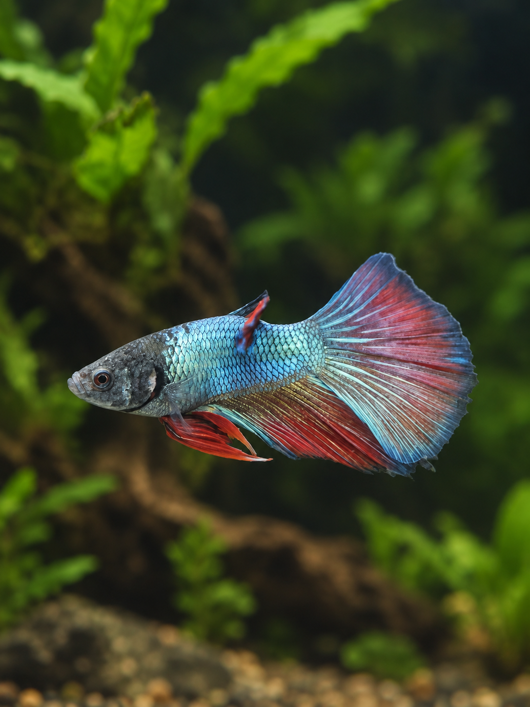 Betta-Misc