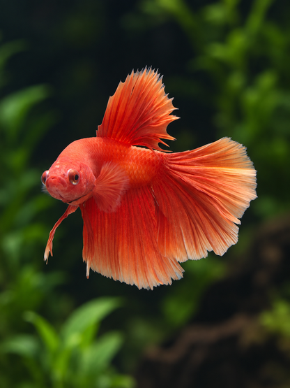 Betta-Halfmoon Assorted