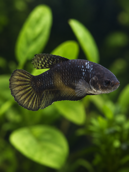 Betta-Copper Avatar Female-A Grade