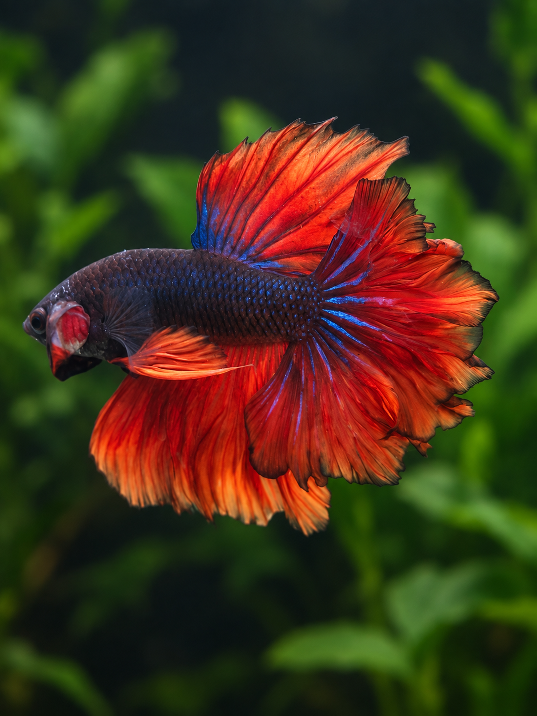 Betta-Halfmoon Assorted