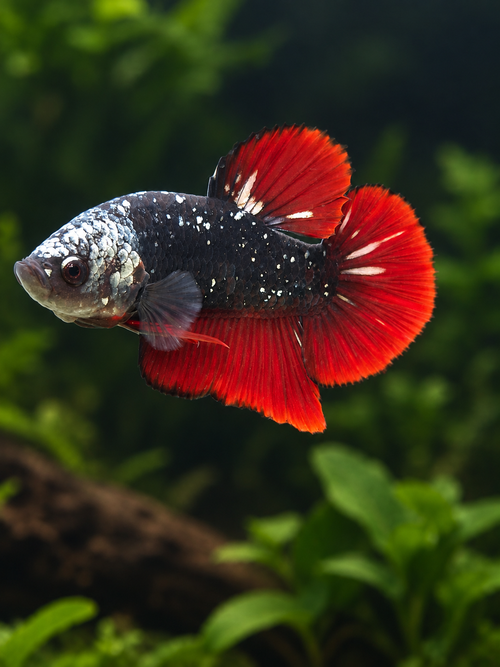 Betta-Copper Avatar