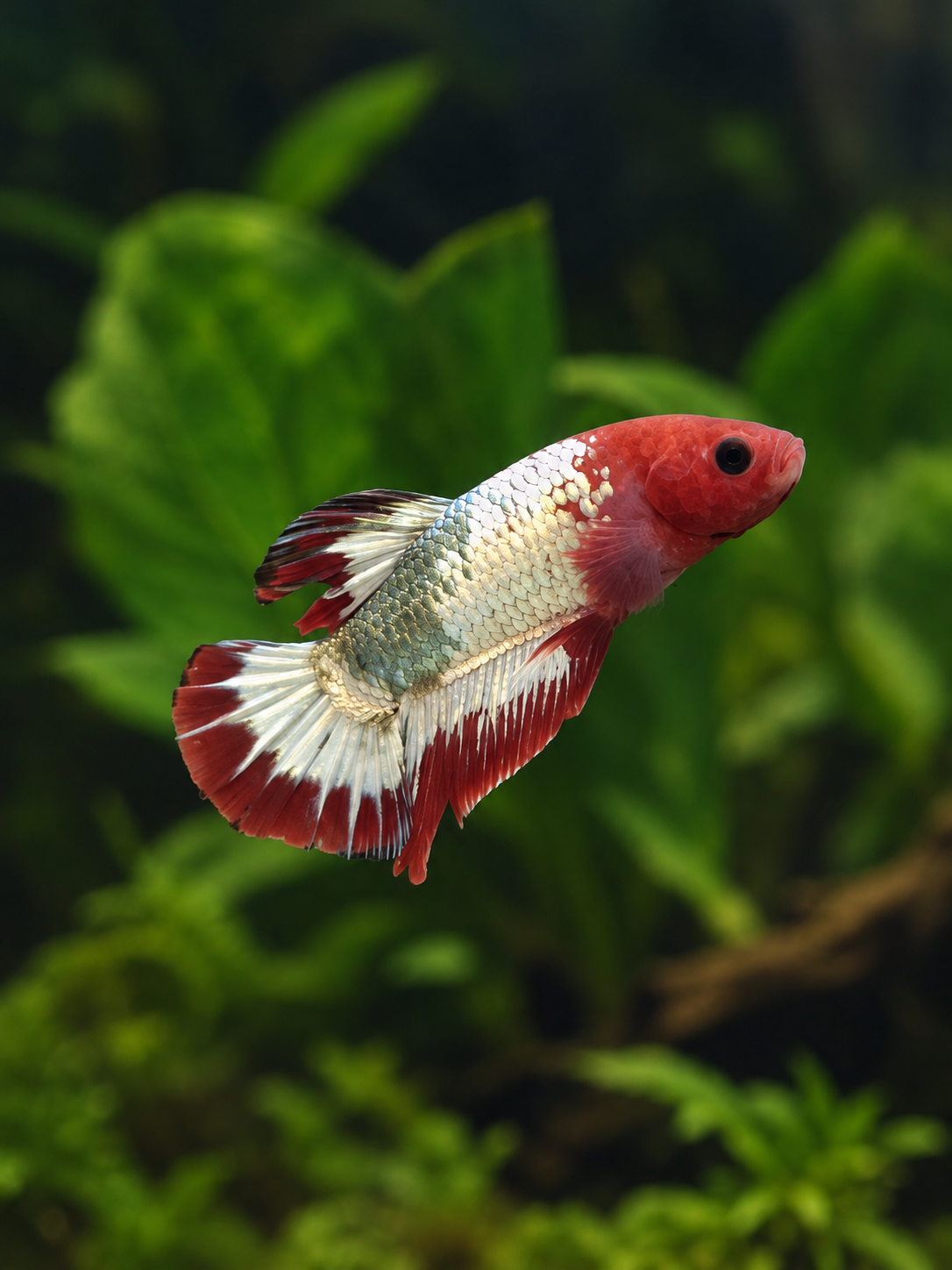 Betta Male-Red Hellboy