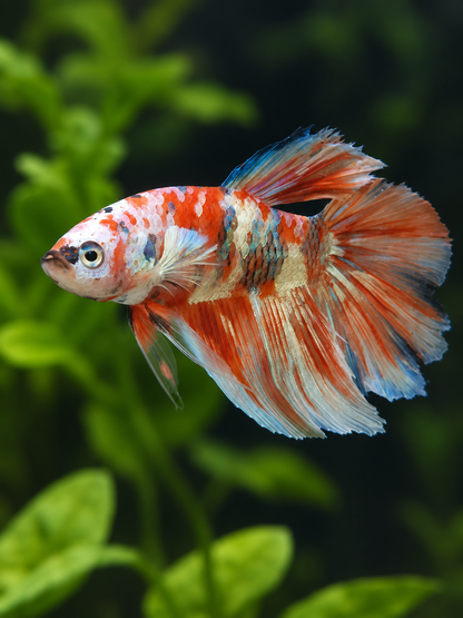 Betta-Halfmoon Barongsai