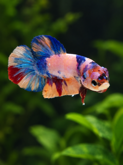 Betta-Multicolour Plakat
