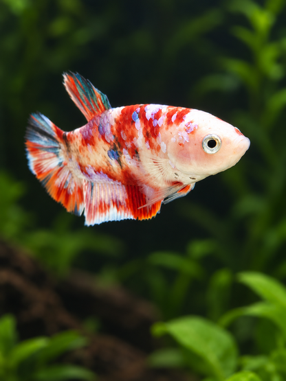 Betta-Barongsai Plakat