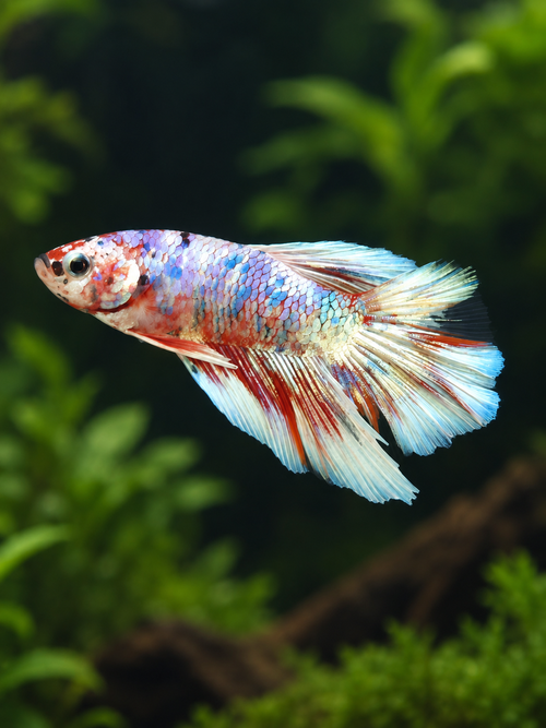 Betta-Halfmoon Barongsai