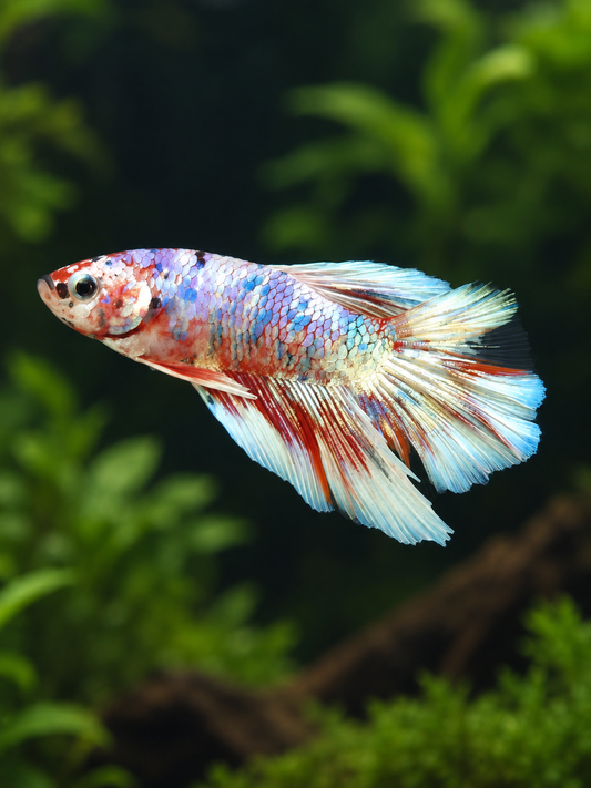 Betta-Halfmoon Barongsai