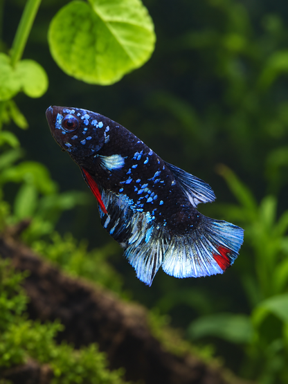 Betta-Avatar Gordon