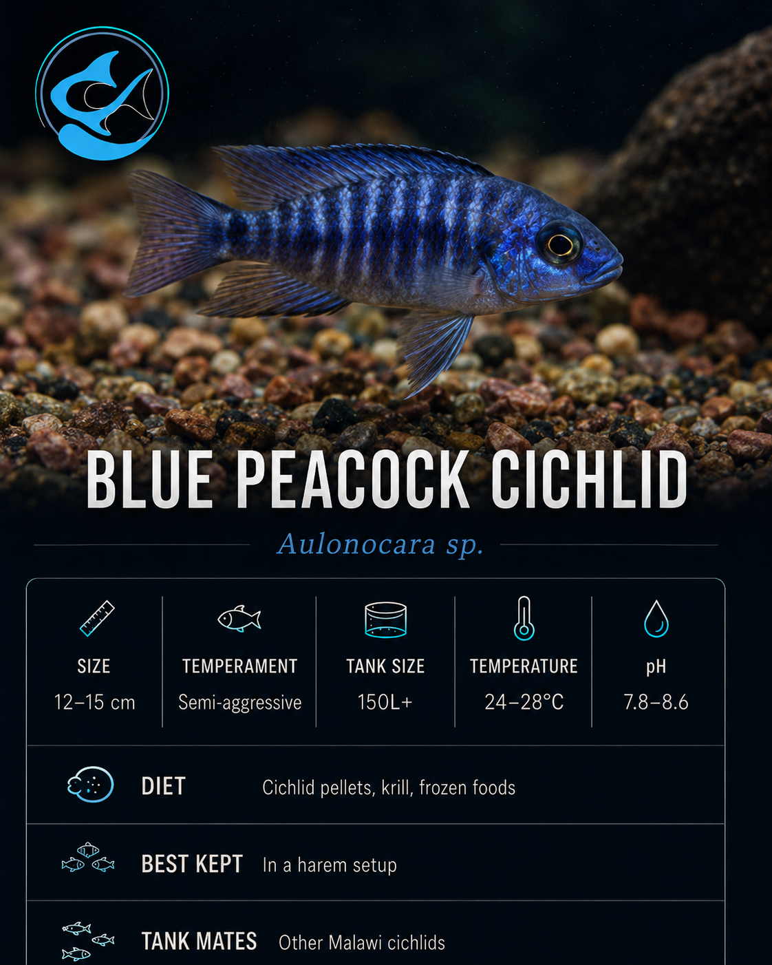 Cichlid-Blue Peacock (4-6cm)