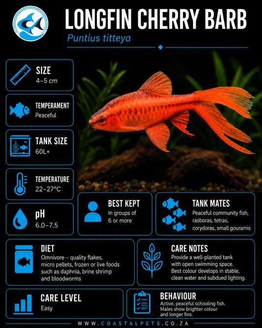 Barb-Longfin Cherry