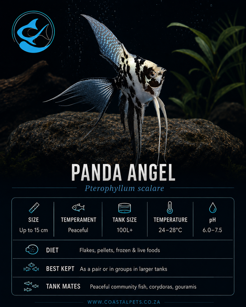 Angel-Panda Veiltail