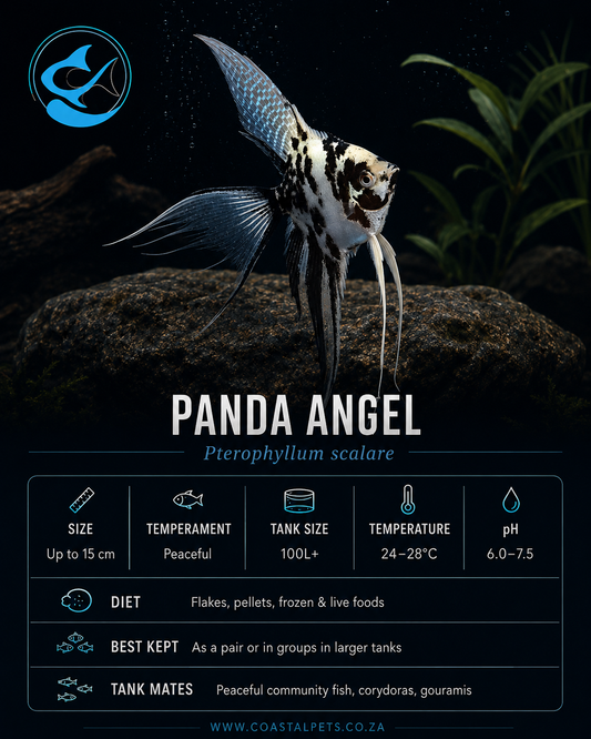 Angel-Panda Veiltail