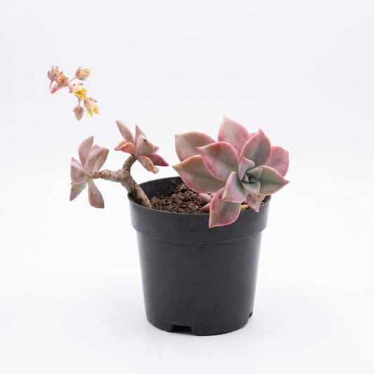 Graptoveria 'Debbie' Succulent (#2)