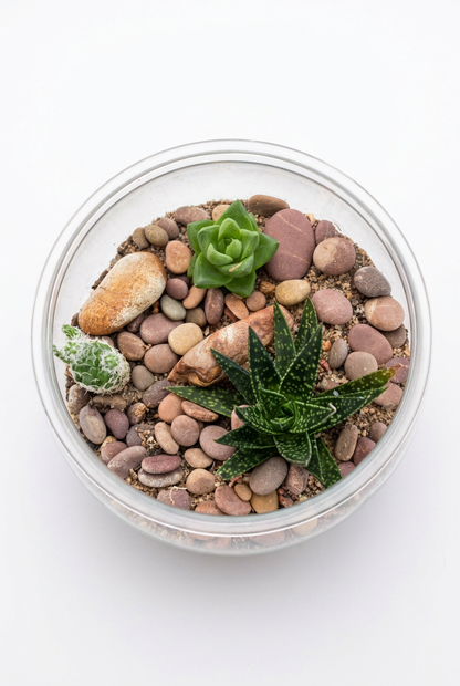Plastic Planted Terrarium 17cm