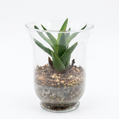 Mini Aloe Glass Terrarium 15cm