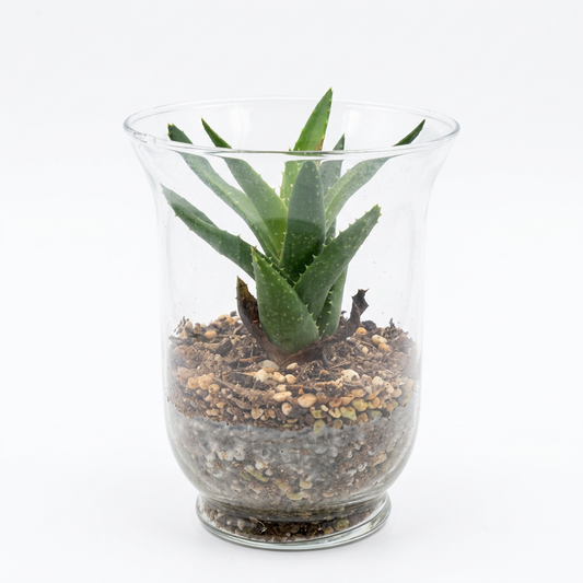Mini Aloe Glass Terrarium 15cm
