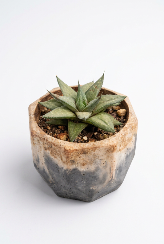 Haworthiopsis limifolia M16