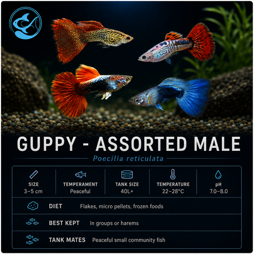 Guppy-Assorted Male (High Quality)