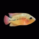 Juvenile Red Monkey Flowerhorn(20-30mm)