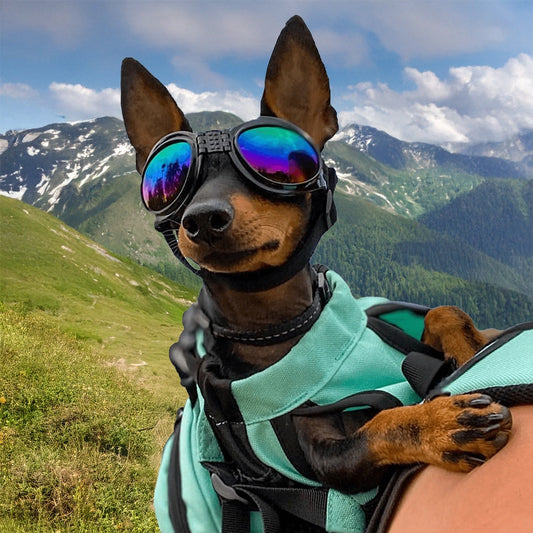 Dog Sport Glasses ( Free Size )