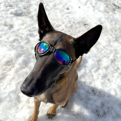 Dog Sport Glasses ( Free Size )