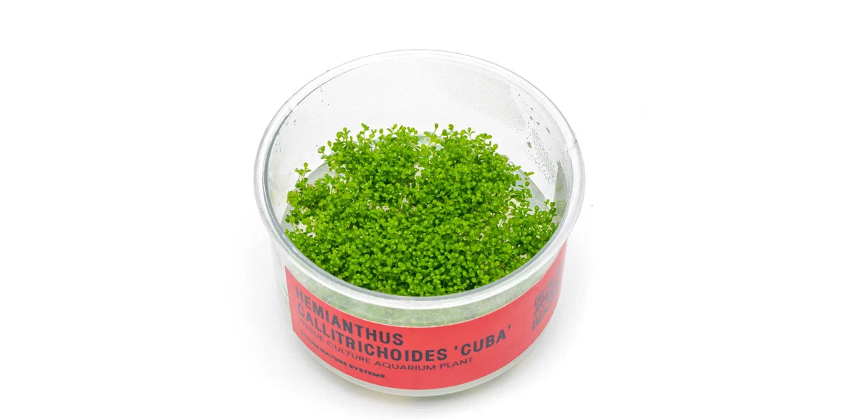UNS Hemianthus Callitrichoides 'Cuba' in-Vitro