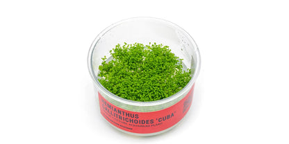 UNS Hemianthus Callitrichoides 'Cuba' in-Vitro