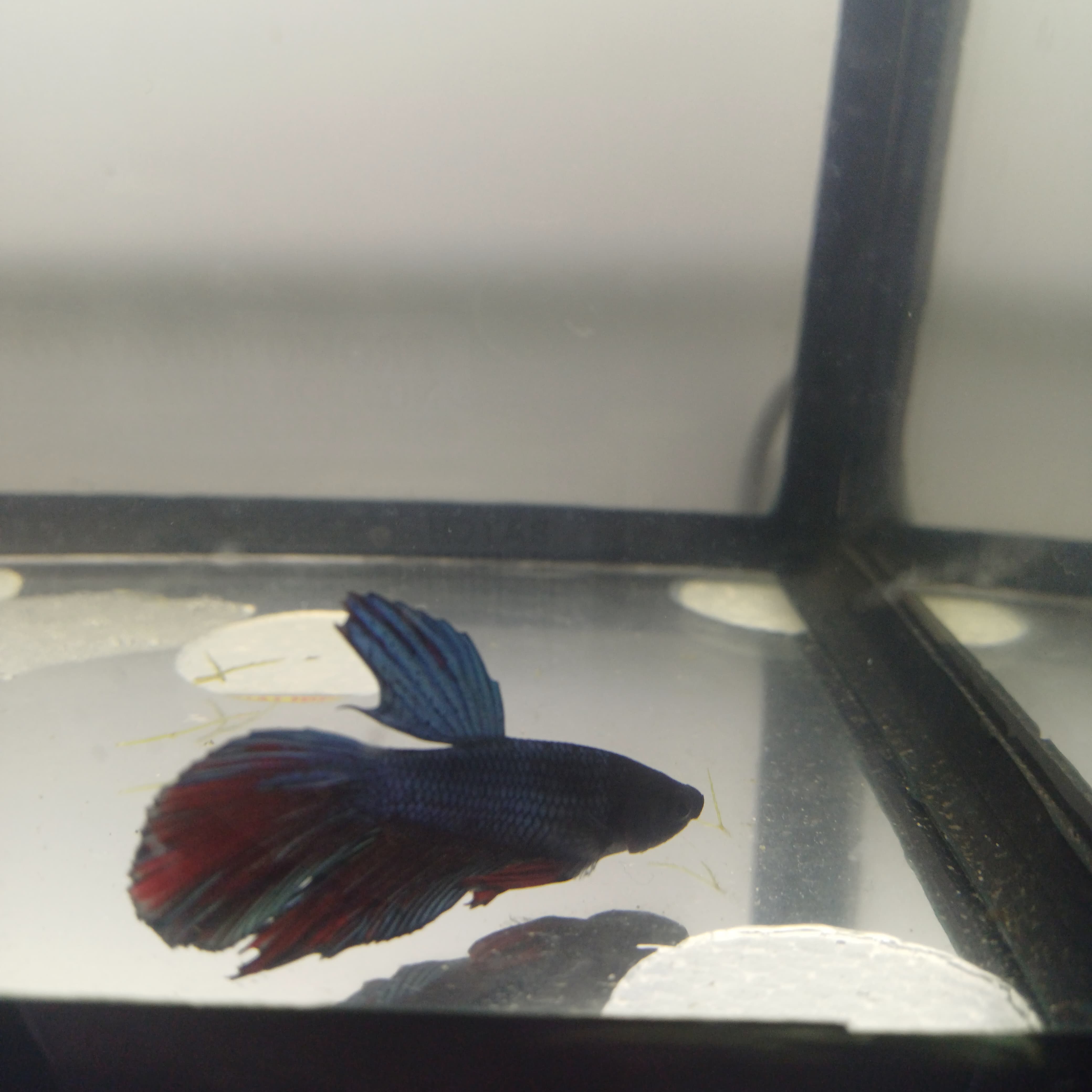 Betta-Halfmoon#3