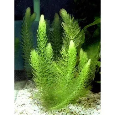 Hornwort Strand - 30cm