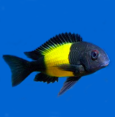 Cichlid-Tropheus(30mm)