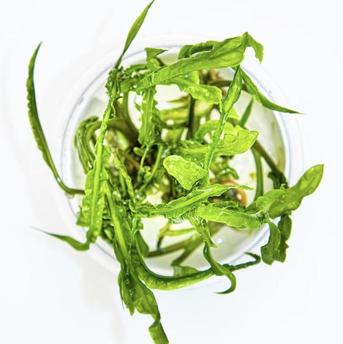 Rtg Cryptocoryne crispatula in-Vitro
