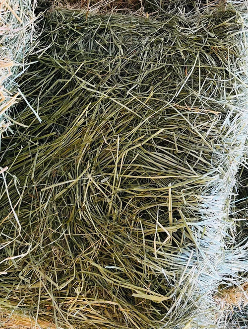 EF Teff Hay 1kg