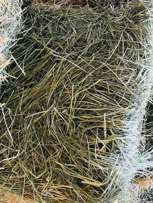 EF Teff Hay 1kg